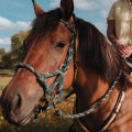 Discover the Different Riders Available in Taylor, Texas
