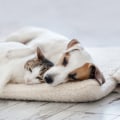 What Types of Discounts are Available for Pet Health and Liability Policies in Taylor, Texas?