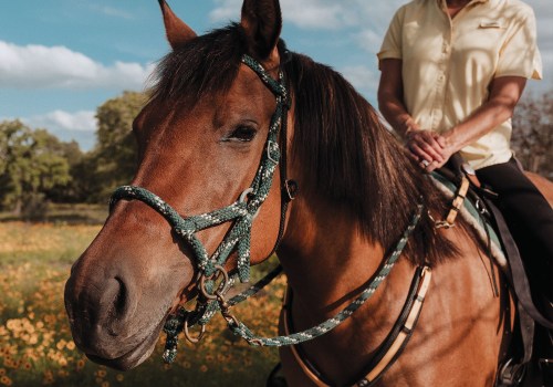 Discover the Different Riders Available in Taylor, Texas