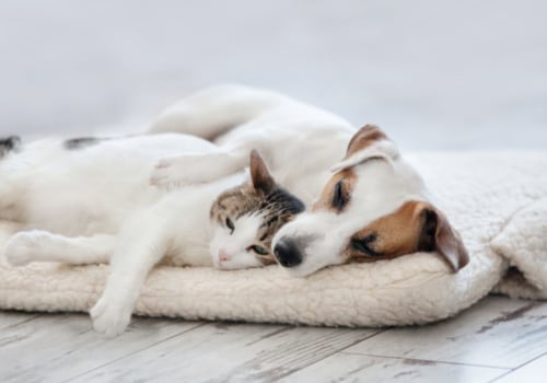 What Types of Discounts are Available for Pet Health and Liability Policies in Taylor, Texas?